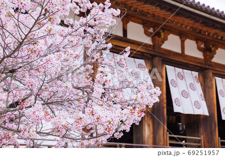 法隆寺 桜と大講堂 春の境内風景 （奈良県生駒郡斑鳩町） 2020年4月 69251957