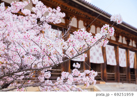 法隆寺 桜と大講堂 春の境内風景 (奈良県生駒郡斑鳩町) 2020年4月 法隆寺 桜と大講堂 春の境内風景 (奈良県生駒郡斑鳩町) 2020年4月 69251959