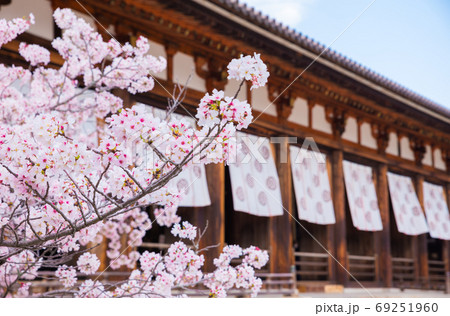 法隆寺 桜と大講堂 春の境内風景 （奈良県生駒郡斑鳩町） 2020年4月 69251960