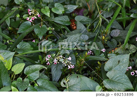 ヘクソカズラ(屁糞葛)の花 ヘクソカズラ(屁糞葛)の花 69253896