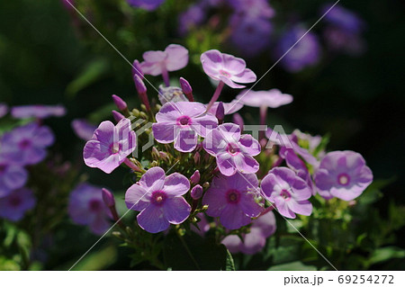 9月 調布560宿根フロックス ハナシノブ科 京王フローラルガーデンアンジェの写真素材