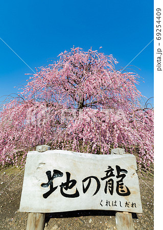 鈴鹿の森庭園 梅 春 鈴鹿の森庭園 梅 春 69254409
