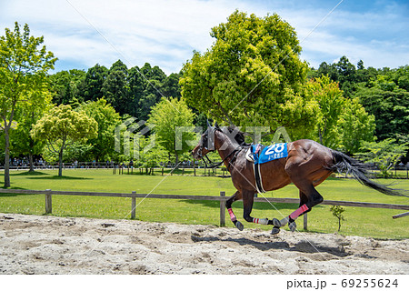 三重県　いなべ市　初夏の両ヶ池公園のいなべ草競馬　騎手なしで走っている馬 69255624