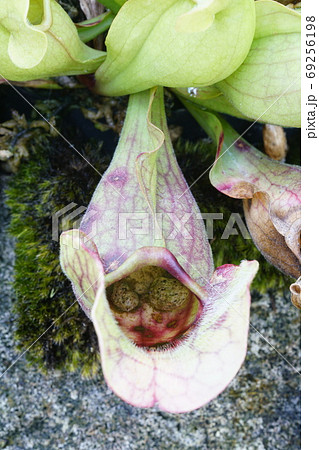 食虫植物　ウツボカズラ 69256198