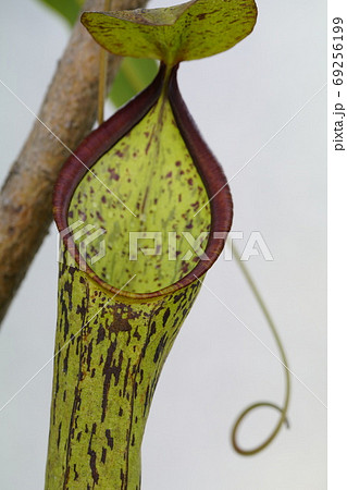 食虫植物 ウツボカズラ 食虫植物 ウツボカズラ 69256199