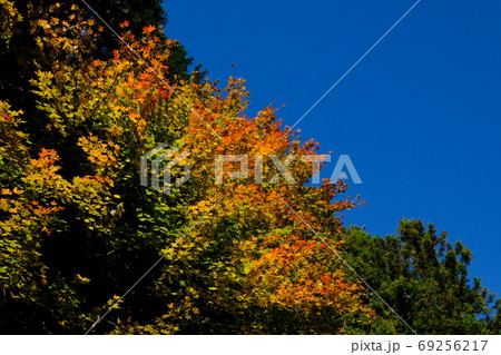 秋の山の紅葉。岩茸石山。 秋の山の紅葉。岩茸石山。 69256217