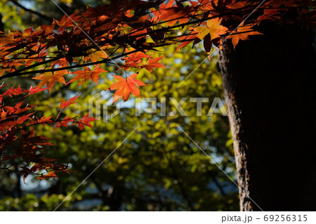 秋山の紅葉。中央線、倉岳山 69256315