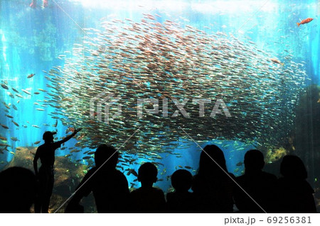 石川県のとじま水族館のいわしショー 石川県のとじま水族館のいわしショー 69256381