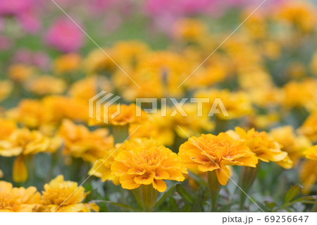 the Closeup of orange marigold flowers and foliage 69256647