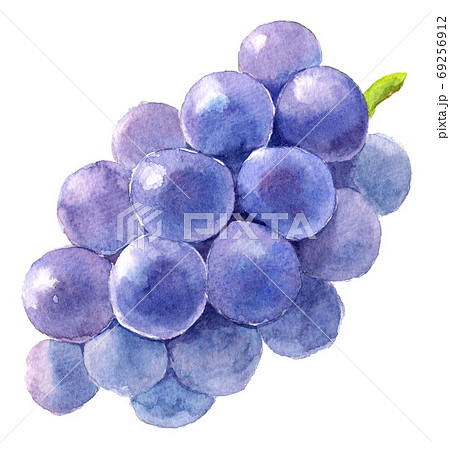 Watercolor Kyoho Without Leaves Stock Illustration