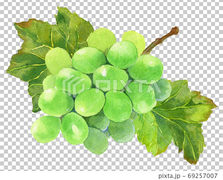 水彩マスカット_葉あり 水彩マスカット_葉あり 69257007