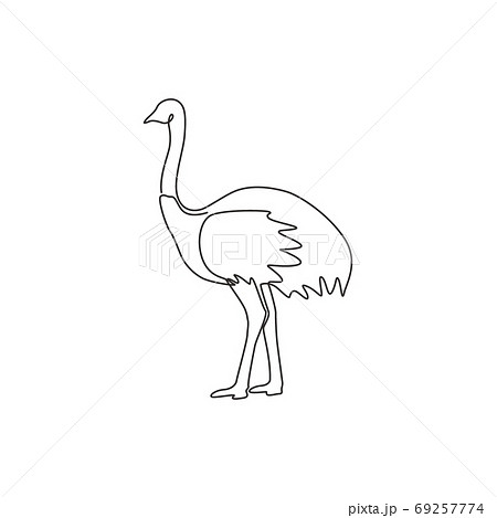 ostrich sketch