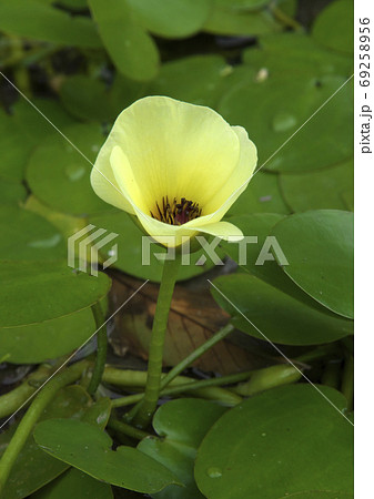 ウォーターポピーの開花 69258956