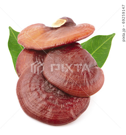 Ganoderma lucidum an isolated on white background.clipping path Ganoderma lucidum an isolated on white background.clipping path 69259147