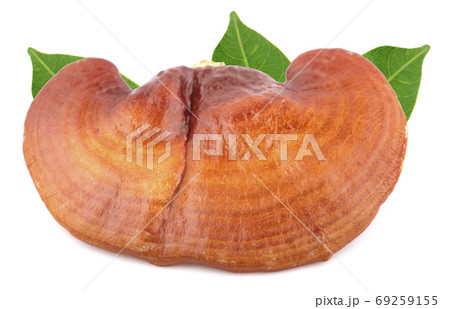 Ganoderma lucidum an isolated on white background 69259155