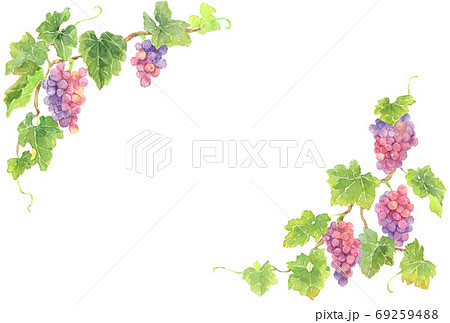 赤ブドウ上下フレーム_ハガキ横 赤ブドウ上下フレーム_ハガキ横 69259488