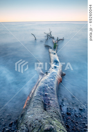 Stony coast view with fallen trunk and tree on stony beach Stony coast view with fallen trunk and tree on stony beach 69260044