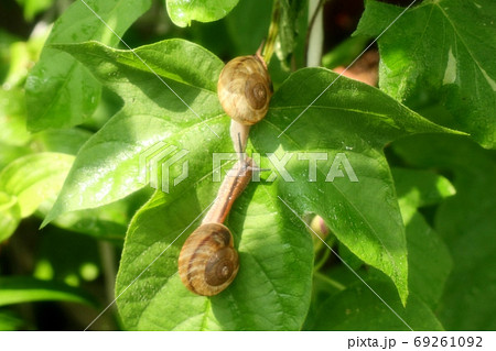 朝顔の葉のニシキマイマイ:カタツムリ:腹足綱 朝顔の葉のニシキマイマイ:カタツムリ:腹足綱 69261092