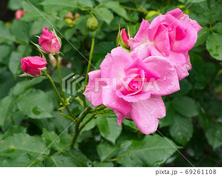 滝ノ入ローズガーデン 滝ノ入ローズガーデン 69261108