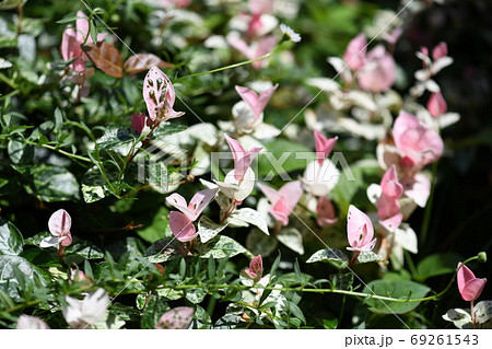 秋のハツユキカズラ 69261543