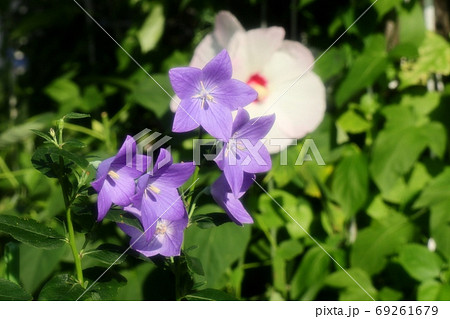初夏の壇の花：桔梗＆酔芙蓉 69261679