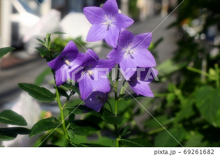 初夏の壇の花：桔梗＆酔芙蓉 69261682