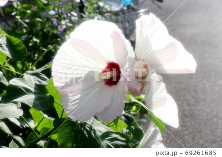 初夏の壇の花:酔芙蓉:すいふよう 初夏の壇の花:酔芙蓉:すいふよう 69261685