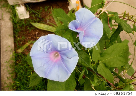 夏の花：あさがお：庭の花壇 ：早朝の青空 69261754
