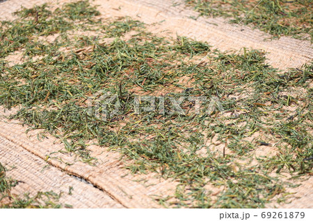 キシマメの天日干し 69261879