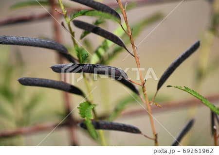 熟したカワラケツメイの果実 69261962