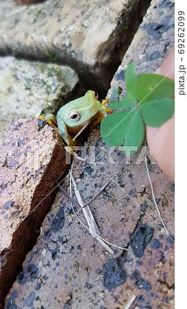 クローバーをプレゼントされている煉瓦の間から顔を出す蛙 クローバーをプレゼントされている煉瓦の間から顔を出す蛙 69262099