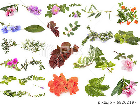 leaf and flowers 69262197