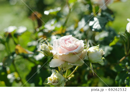 淡いピンクのバラ 69262532