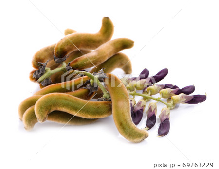 Mucuna pruriens isolated on white background 69263229