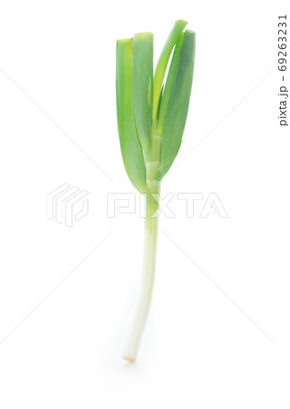 Spring onions an isolated on white background Spring onions an isolated on white background 69263231