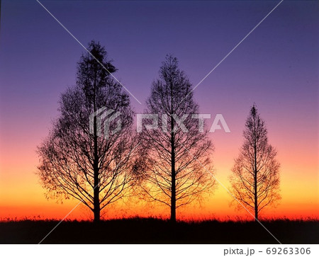 冬の朝(渡良瀬遊水地) 冬の朝(渡良瀬遊水地) 69263306