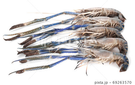 Fresh shrimp isolated on white background Fresh shrimp isolated on white background 69263570