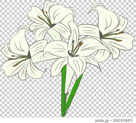 綺麗で可愛いゆりの花のイラストのイラスト素材 69263605 Pixta