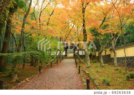 京都竹の寺　地蔵院　紅葉と竹林 69263638