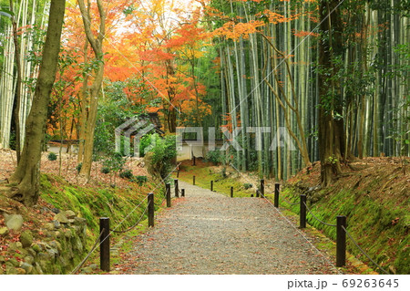 京都竹の寺　地蔵院　紅葉と竹林 69263645