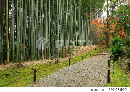 京都竹の寺　地蔵院　紅葉と竹林 69263646