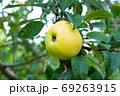 Tasty ripe juicy quince fruit on a branch 69263915