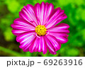 Pink cosme flower close up on natural background 69263916