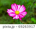 Pink cosme flower close up on natural background 69263917