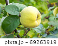Tasty ripe juicy quince fruit on a branch 69263919