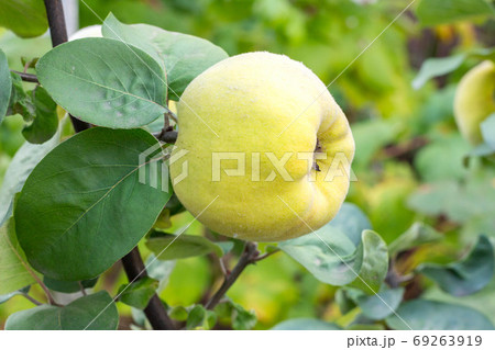 Tasty ripe juicy quince fruit on a branch Tasty ripe juicy quince fruit on a branch 69263919
