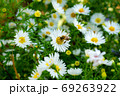 Bee collecting pollen on a small white daisy 69263922