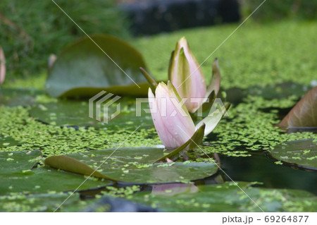 a Close up shot of pink lotus at summer a Close up shot of pink lotus at summer 69264877