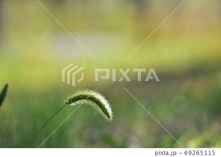 エノコログサ　（猫じゃらし） 69265115