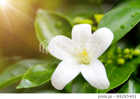 white flower white flower 69265401
